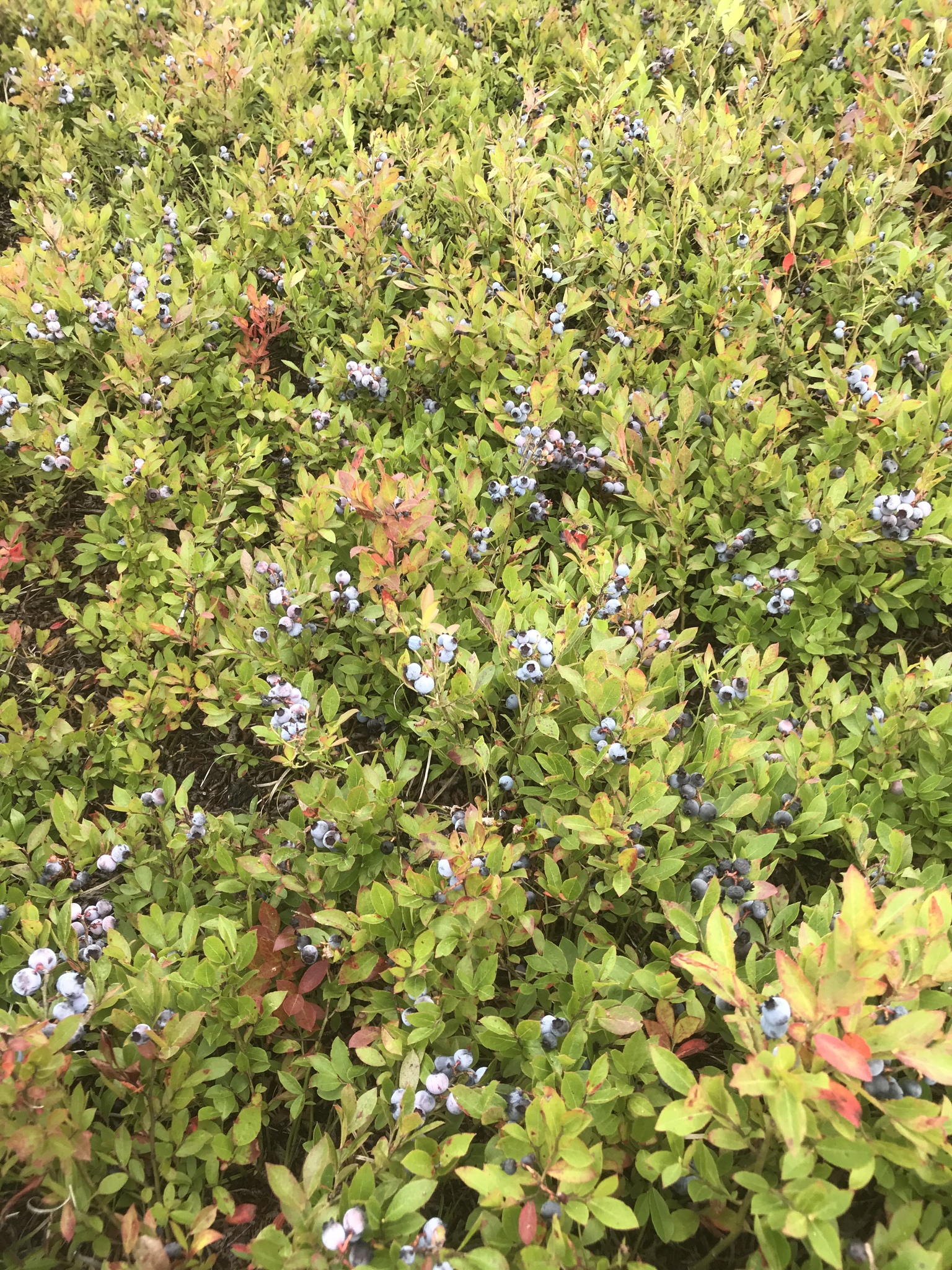 Ein Blaubeerstrauch mit saftig grünen Blättern und leuchtend blauen Beeren, der in der Mitte eines Feldes wächst.