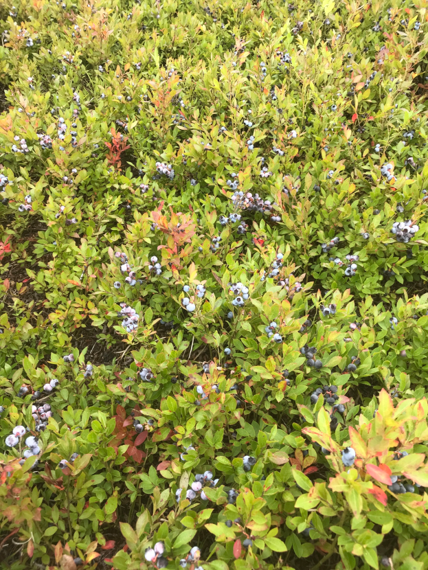 Ein Blaubeerstrauch mit saftig grünen Blättern und leuchtend blauen Beeren, der in der Mitte eines Feldes wächst.