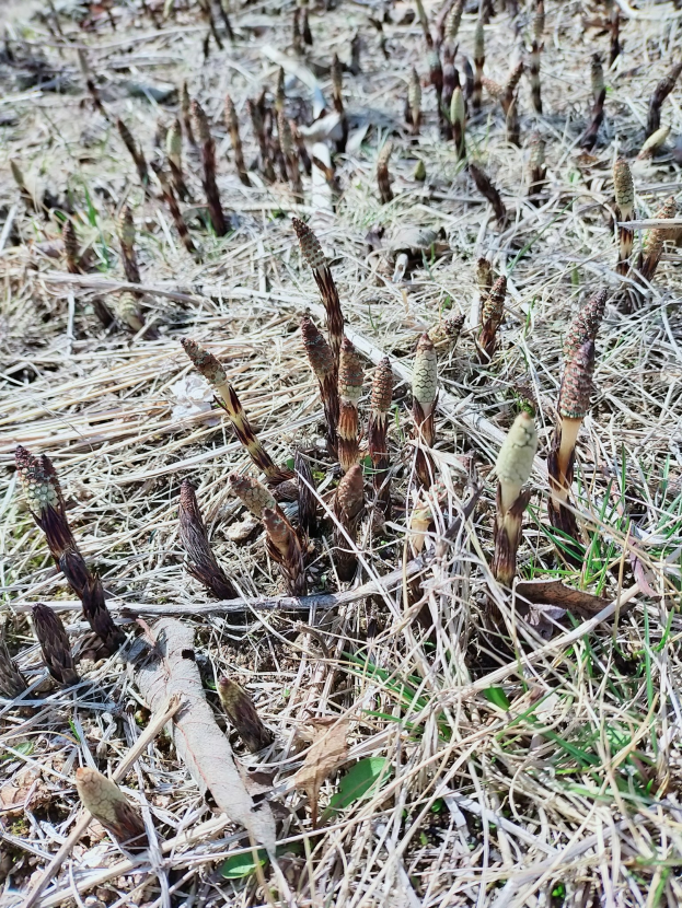 Grüne Spargelpflanzen wachsen in einem Feld aus trockenem Gras und Blättern.