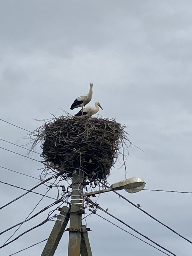 Zwei Weißstörche auf einem Nest auf einer Strommast, mit einer Straßenlaterne, die die Szene beleuchtet und Drähte, die entlang des Mastes verlaufen.