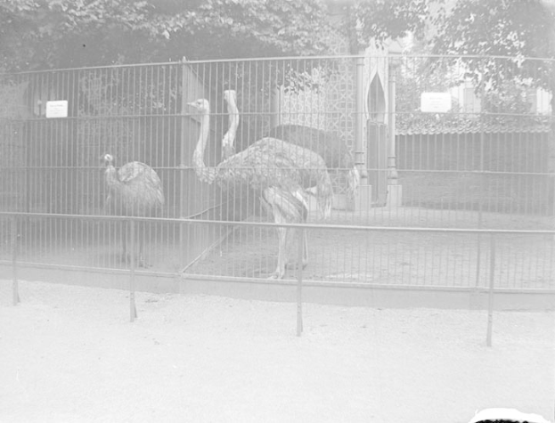 Zwei Strauße in einem eingezäunten Zoo-Gehege mit Bäumen im Hintergrund, in Schwarz-Weiß aufgenommen.