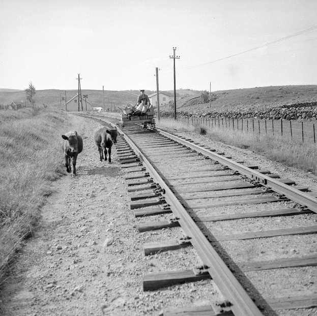 Schwarz-weiß-Foto von zwei Kühen, die auf den Eisenbahnschienen gehen, mit einer Person, die auf einem Fahrzeug im Vordergrund sitzt, Gras und einem Zaun auf beiden Seiten der Schienen und Häusern, Bäumen, Pfählen und Himmel im Hintergrund.