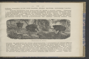 Offene Buchseite mit einer Illustration von zwei Elefanten in einer Dschungelszene, umgeben von Bäumen und Pflanzen, zusammen mit beschreibendem Text.