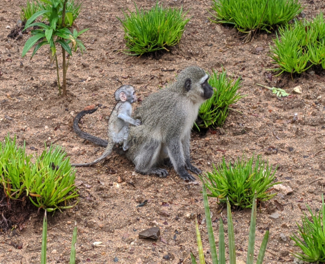 Ein Grüne Meerkatze und ihr Baby sitzen auf dem Boden umgeben von Pflanzen, die Mutter hält das Baby nah an ihre Brust gepresst, beide zeigen neugierige Ausdrücke.