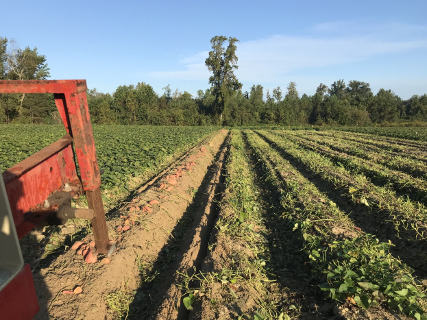 Ein grüner Traktor pflügt ein Sojabohnenfeld mit einem Pflug im Vordergrund, umgeben von Bäumen und einem klaren blauen Himmel im Hintergrund.