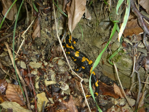 Ein europ├Ąischer Feuersalamander sitzt auf dem Boden in einem wüldlichen Gebiet umgeben von trockenen Bl├Ąttern, Zweigen und Pflanzen.