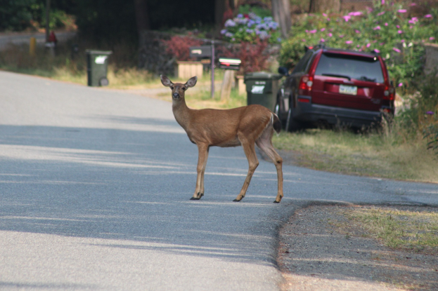 Ein Hirsch überquert eine Straße vor einem Haus, mit einem geparkten Auto auf der rechten Seite und Grünpflanzen, einschließlich Bäumen, Sträuchern, Blumen und Mülltonnen, im Hintergrund.