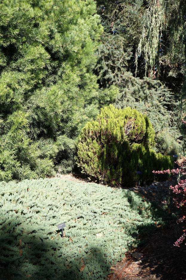 Ein Garten mit dichtem Grün und Bäumen über einem bodengecoverten Boden.